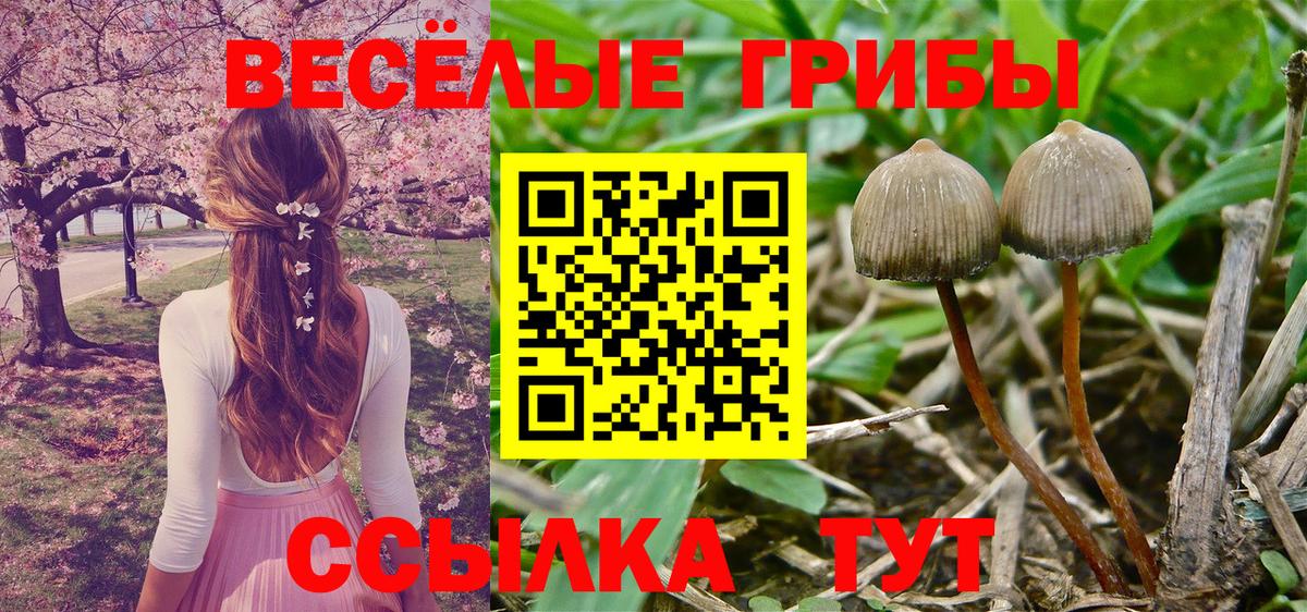 Галлюциногенные грибы Cubensis Белово